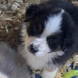 Girl 1 - Black tri-color Australian Shepherd puppy in Seffner, Florida from Soggy Bottom Farms