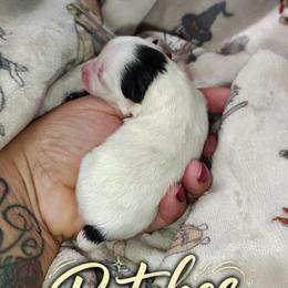 Patches - Black parti female Pomeranian puppy in Illinois from Maribel Poms