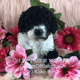 Assorted Doodle Crosses Puppies from Oodles of Kisses' Great DaNoodles