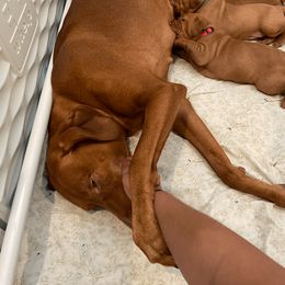 Vizsla Puppies from Dollys Rust Red Vizslas