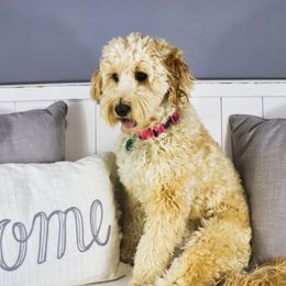 Mila  - Double Doodle