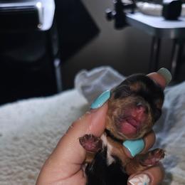 Rocko - Black and tan male Yorkshire Terrier puppy in Thornville, Ohio from My precious yorkies