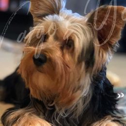 Yorkshire Terriers from Vargo's Yorkies LLC