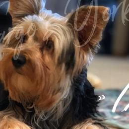 Yorkshire Terriers from Vargo's Yorkies LLC