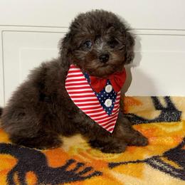 Iris - Blue Merle Color - Merle female Goldendoodle puppy in Beecher, Illinois from Erica’s Doodles