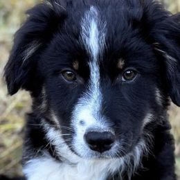 Australian Shepherds from Mountain Pioneer Aussies