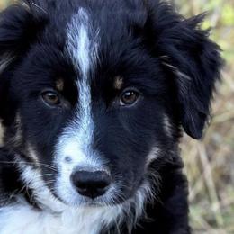 Australian Shepherds from Mountain Pioneer Aussies