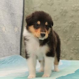 Ravioli - Black white and tan male Collie puppy in Mattoon, Illinois from Gold Leaf Collies