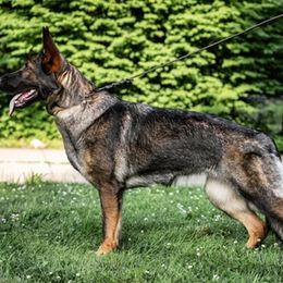 German Shepherds from Hillary Rowley-Weiss