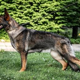 German Shepherds from Hillary Rowley-Weiss