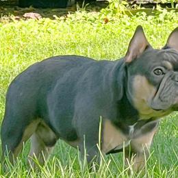 Loui - French Bulldog