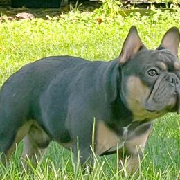 Loui - French Bulldog