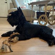 Penny - Standard Schnauzer