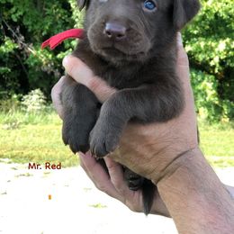 Labrador Retriever Puppies from Harvest Moon Farm