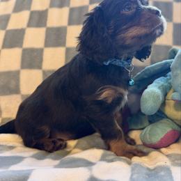 Charlie - Chocolate male Cavalier King Charles Spaniel puppy in Lawton, Oklahoma from Wild Wishes Cavaliers