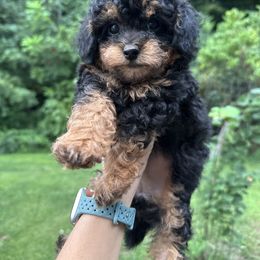 Akc Addie - Phantom female Poodle puppy in Kalamazoo, Michigan from Creekside Ranch