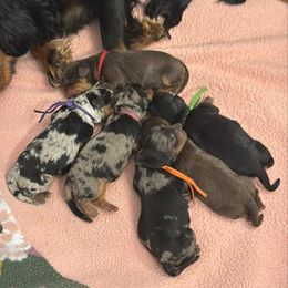 Merle Female - Pink Collar - Merle female Cavapoo puppy in Herriman, Utah from Gypsi Doodles & Poodles LLC.