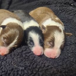 Border Collie Puppies from Harmonie 21 Border Collies