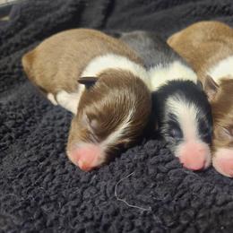 Border Collie Puppies from Harmonie 21 Border Collies