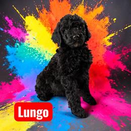 Lungo - Black male Poodle puppy in Ellenburg Center, New York from Kristin's Puppies