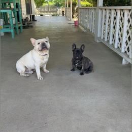 French Bulldog and Olde English Bulldogge All Grown Up from Misfit Ranch bulldogs