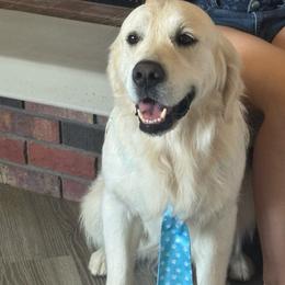 Rusty - Light golden male Golden Retriever puppy in Roca, Nebraska from Oak Haven Goldens