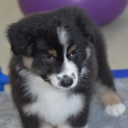 Stern - Black tri-color male Australian Shepherd puppy in Jameson, Missouri from Sky Creek