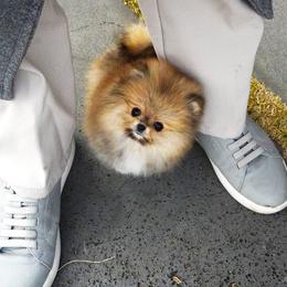 Pomeranian Puppies from Teddy-Faced Teacup Pomeranians