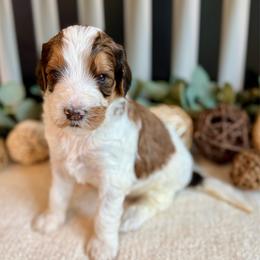 Kosmo - Brown and white male Bernedoodle puppy in Perrysville, Ohio from Pleasant Valley Bernedoodles