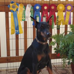 Doberman Pinschers from Vondalyn Dobermans