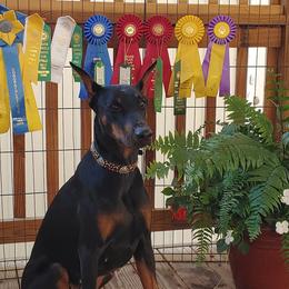 Doberman Pinschers from Vondalyn Dobermans