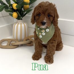 Pua - Red male Cavapoo puppy in Buford, Georgia from Petite Posh Puppies