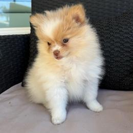 Hazel - Cream parti female Pomeranian puppy in San Jacinto, California from Savvypomeranians