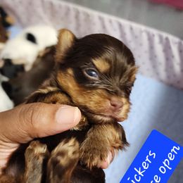 Boy 1 - Chocolate and tan male Yorkshire Terrier puppy in Newport News, Virginia from Ty-Shea Designs Yorkies and More LLC