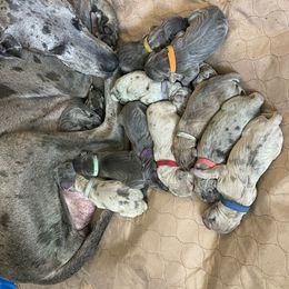 Great Dane Puppies from Great Danes (Merle, Blue, Fawn)