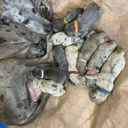 Great Dane Puppies from Great Danes (Merle, Blue, Fawn)
