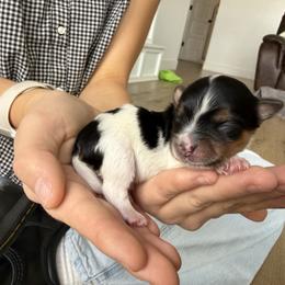 Boy 1 - Parti male Yorkshire Terrier puppy in Elk Ridge, Utah from Janita's Yorkshire Terriers