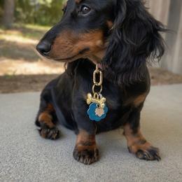 GiGi - Dachshund