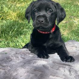 Boy 4 - male Labrador Retriever puppy in Winnemucca, Nevada from Oakley's Mountain View Kennel