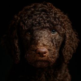 Sky - Brown male Poodle puppy in Palmetto, Georgia from Renders Poodles
