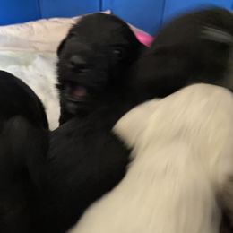 Miniature Schnauzer and Poodle Puppies from Bits & Bytes Farm