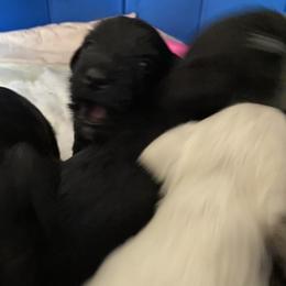 Miniature Schnauzer and Poodle Puppies from Bits & Bytes Farm