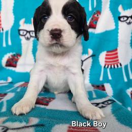 Boy 1 black - Liver and white male English Springer Spaniel puppy in Potosi, Wisconsin from Point and Flush Gun Dogs