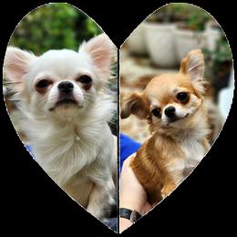 Chihuahua puppies from Precious Paws of Florida - Chihuahuas