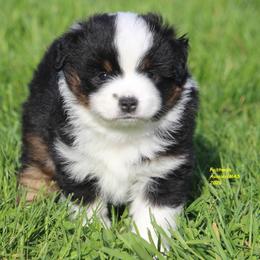 Fern - Black tri female Miniature American Shepherd puppy in Hillsdale, Michigan from Faithwalk Aussies and Mini American Shepherds