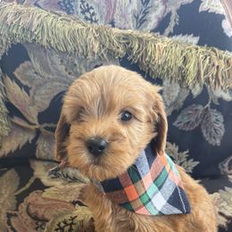 Eric - Red  male Goldendoodle puppy in Hughesville, Maryland from Fox Run Farm