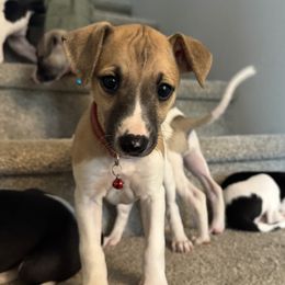 Whippets from Chappelle Whippets