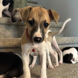 Whippets from Chappelle Whippets