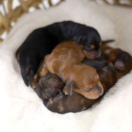 Dachshund Puppies from Tinker Toy Doxies