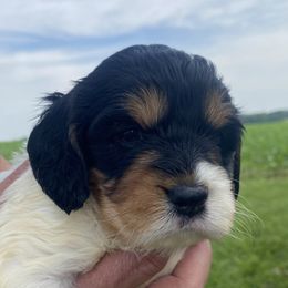 Cavapoos, Poodles, and Springerdoodles from Sugarland Puppies